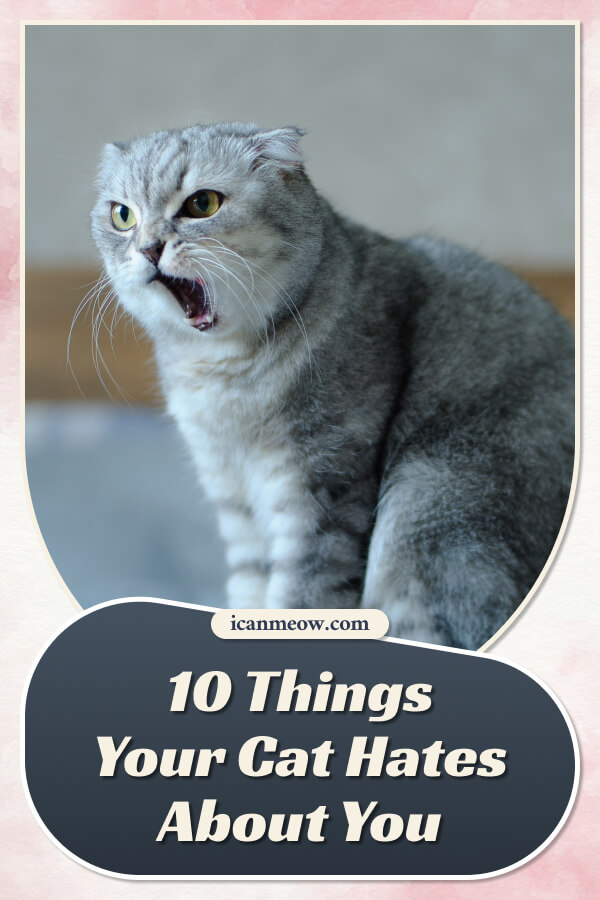 10 Things Your Cat Hates About You