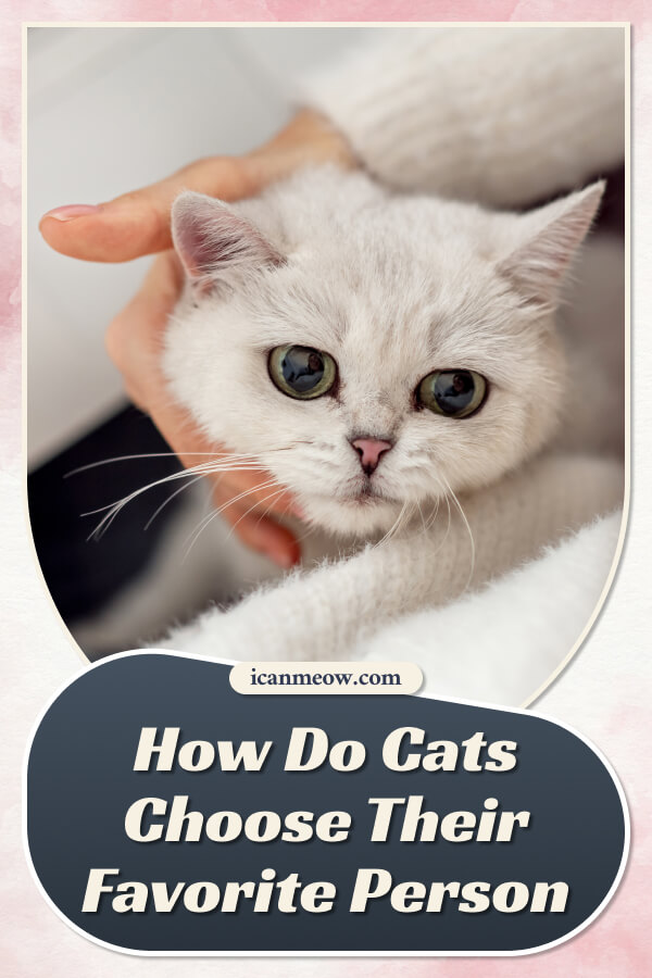 How to Become Your Cat's Favorite