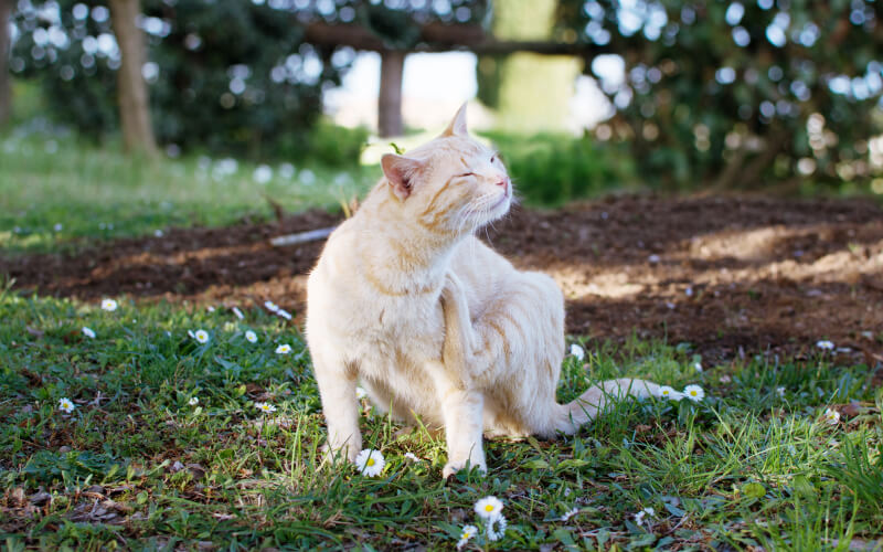 How to Get Rid of Fleas on Cats: 6 Ways