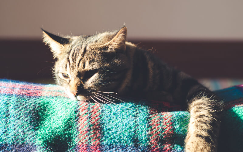 How to Tell If Your Cat Is Sick: 9 Signs