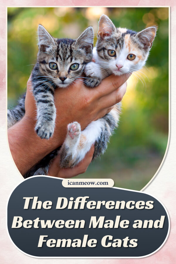 Male vs Female Cat: What Are The Differences?