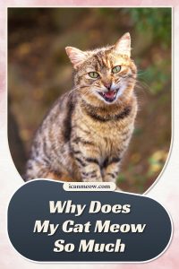 Why Does My Cat Meow So Much? - I Can Meow