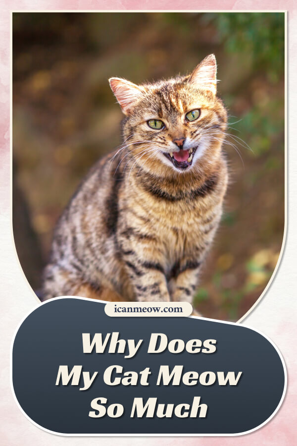 8 Reasons Your Cat May Be Meowing Constantly