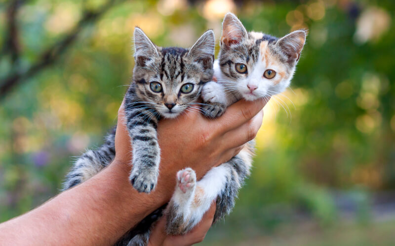 The Differences Between Male and Female Cats