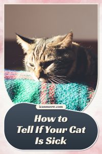 How to Tell If Your Cat Is Sick: 9 Signs - I Can Meow