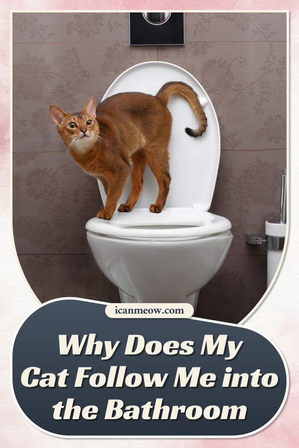 Why Do Cats Come To The Bathroom With You
