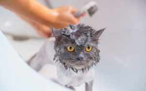 How To Give Your Cat A Bath: 7 Easy Steps