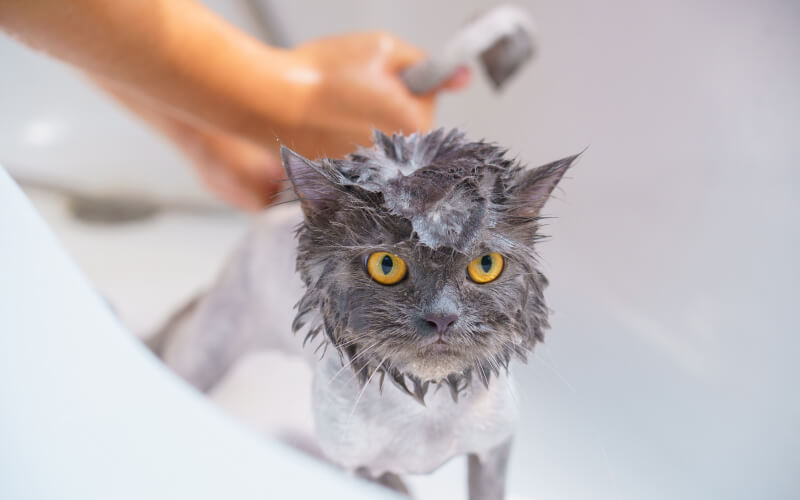 How To Give Your Cat A Bath: 7 Easy Steps