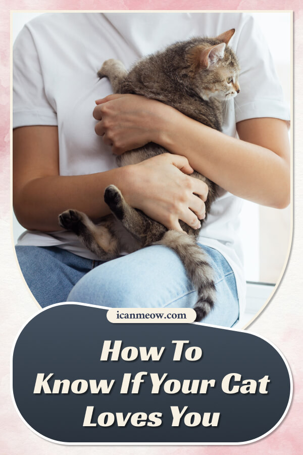 7 Signs Your Cat Really Loves You