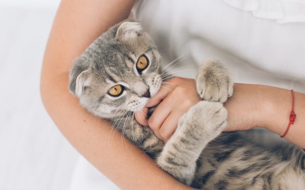 Why Does My Cat Bite Me And How To Stop It? - I Can Meow